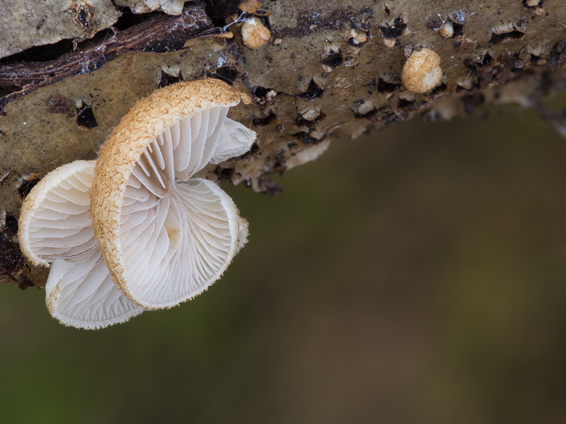 Crepidotus calolepis